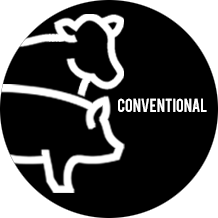 Ssiegel cow-pig conventional